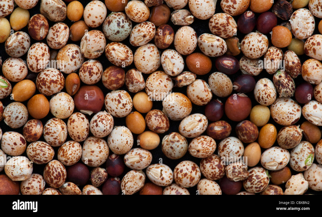 Cajanus cajan. Pigeon pea seed. Tropical green pea, tuver, toor dal or