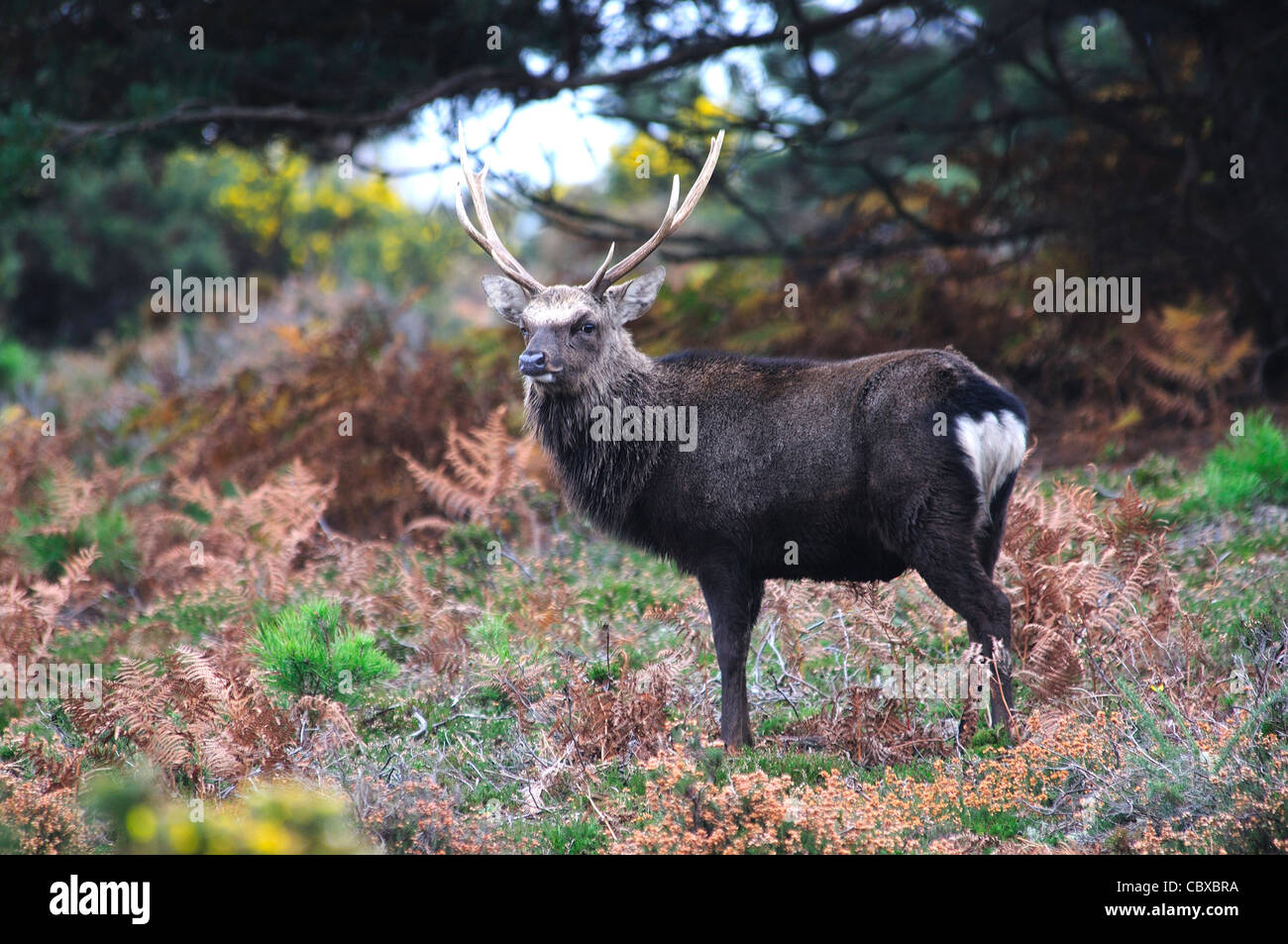 A sika deer stag in the Autumn UK Stock Photo