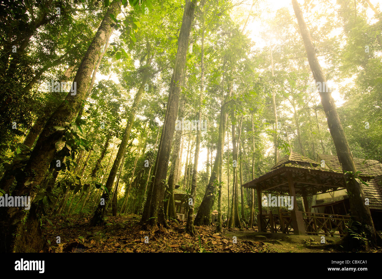 Green forest with ray of light Stock Photo - Alamy