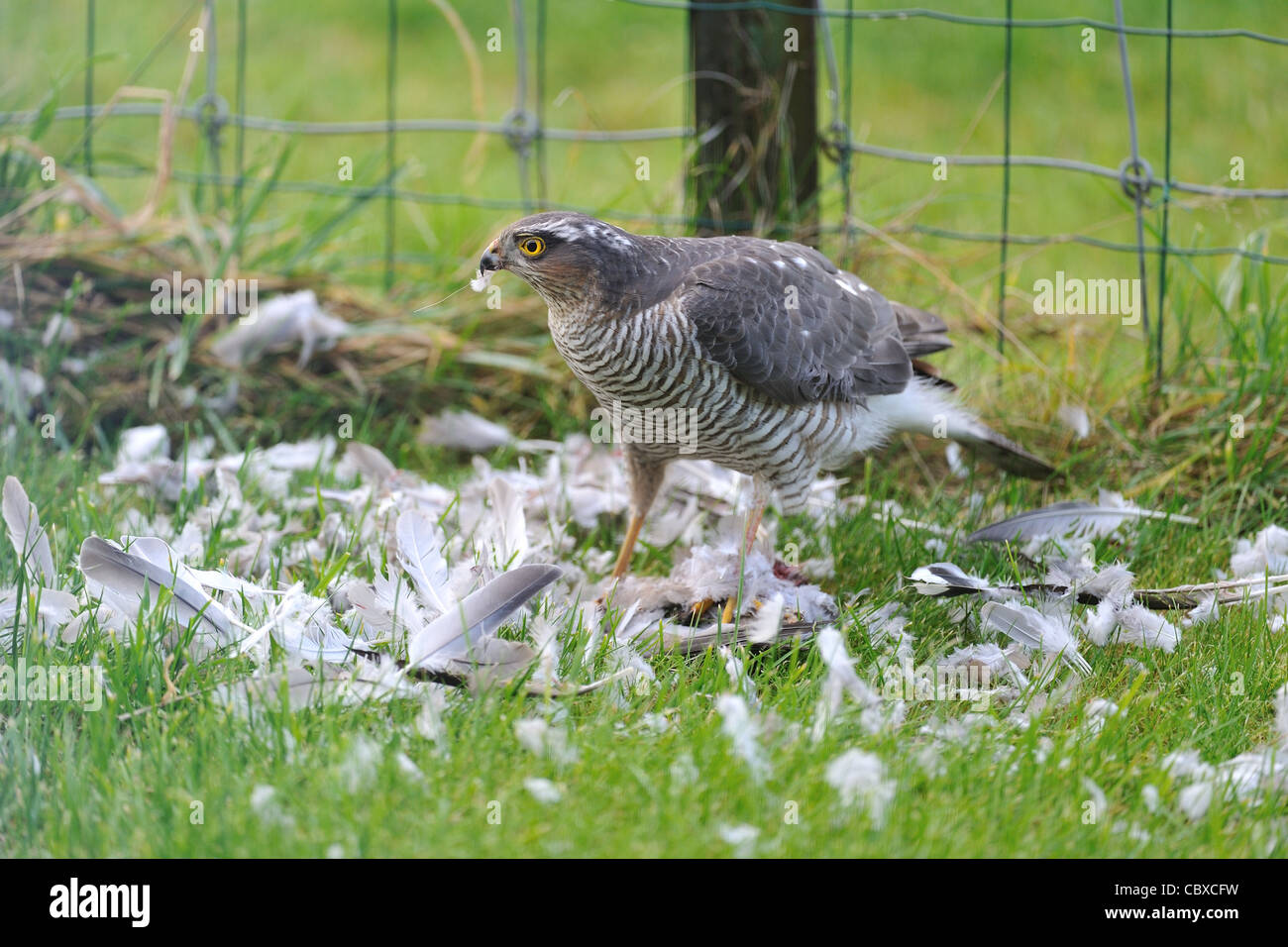 Common sparrow hawk (Accipiter nisus) female plucking a Common Wood pigeon (Columba palumbus) in a meadow Stock Photo