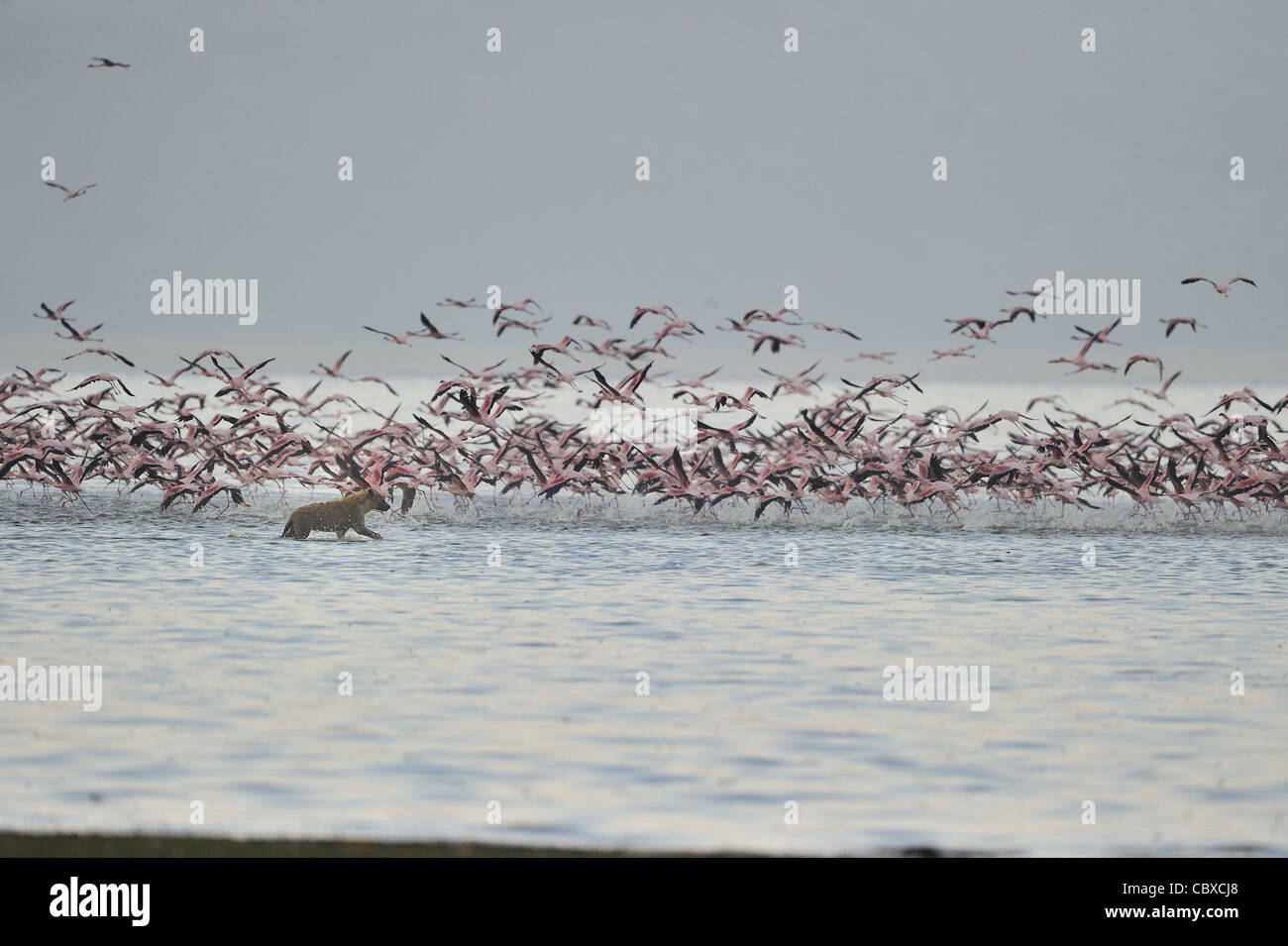 Flock of Lesser flamingos (Phoeniconaias minor) flying away when attacked by Spotted hyena (Crocuta crocuta) Stock Photo