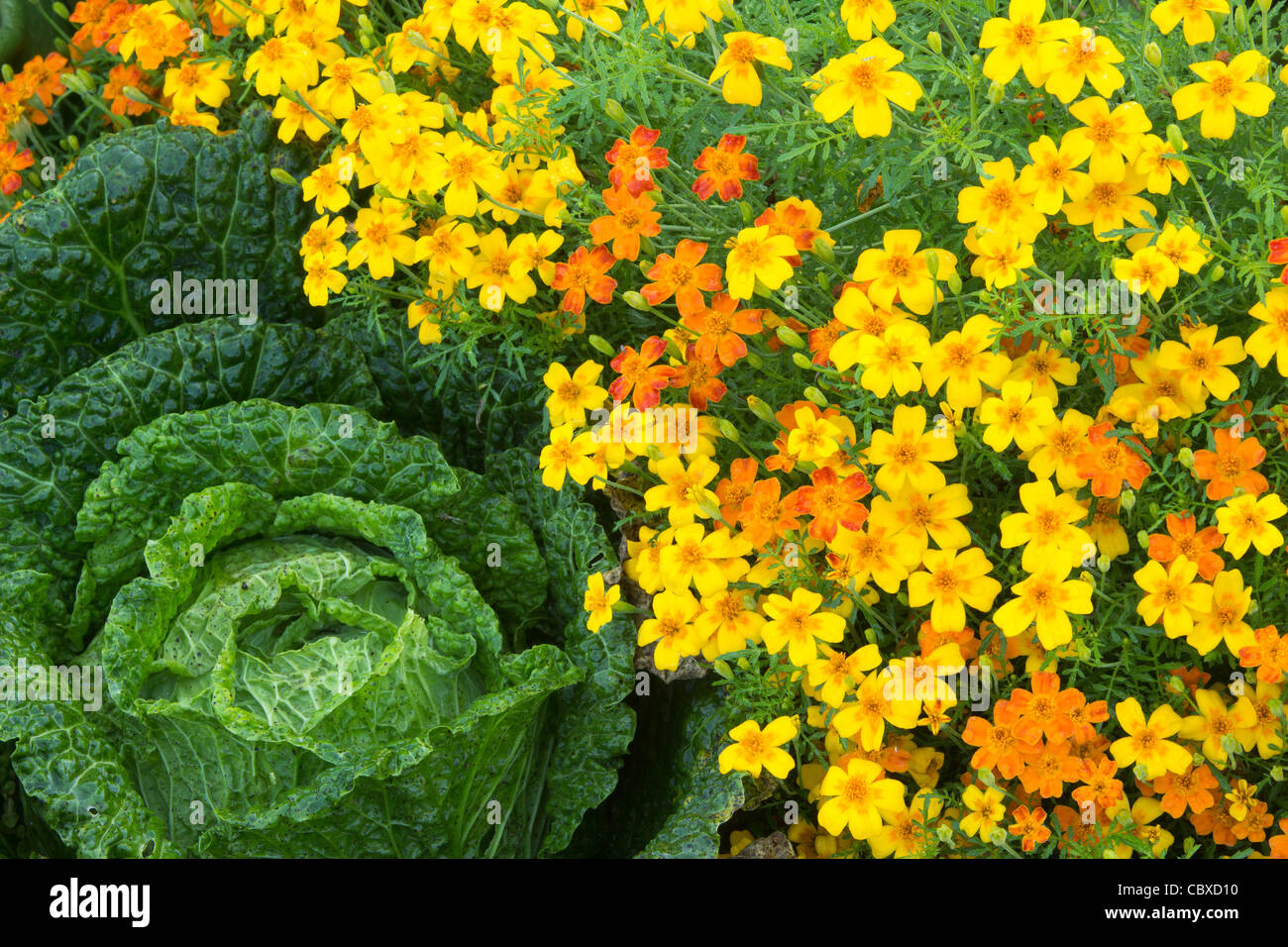 Cabbage 'Gros des Vertus' and Tagetes tenuifolia, Signet Marigold Stock Photo
