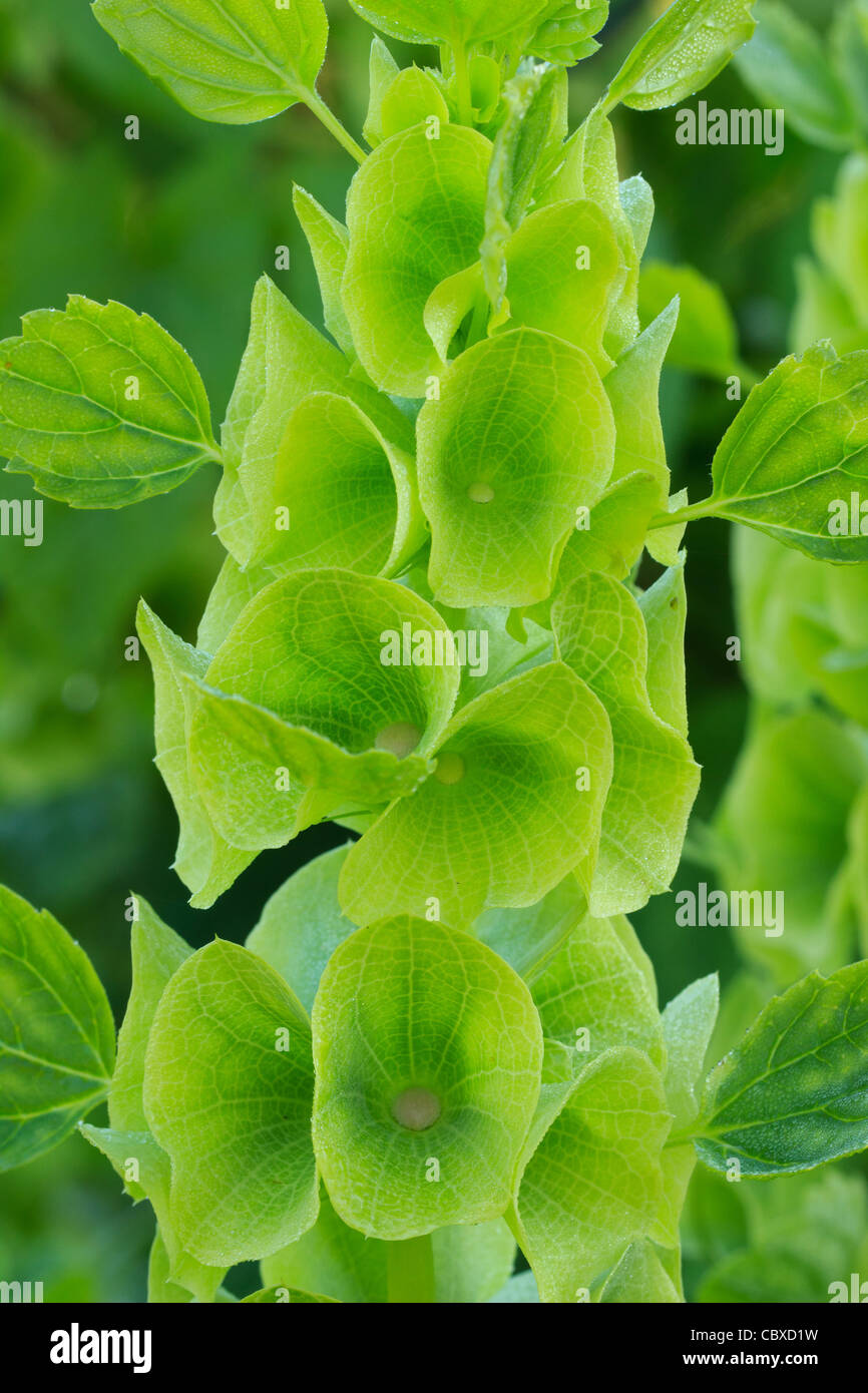 Bells-of-Ireland, Bells of Ireland, Molucca balmis, Shellflower, Shell flower, Molucella Laevis Stock Photo