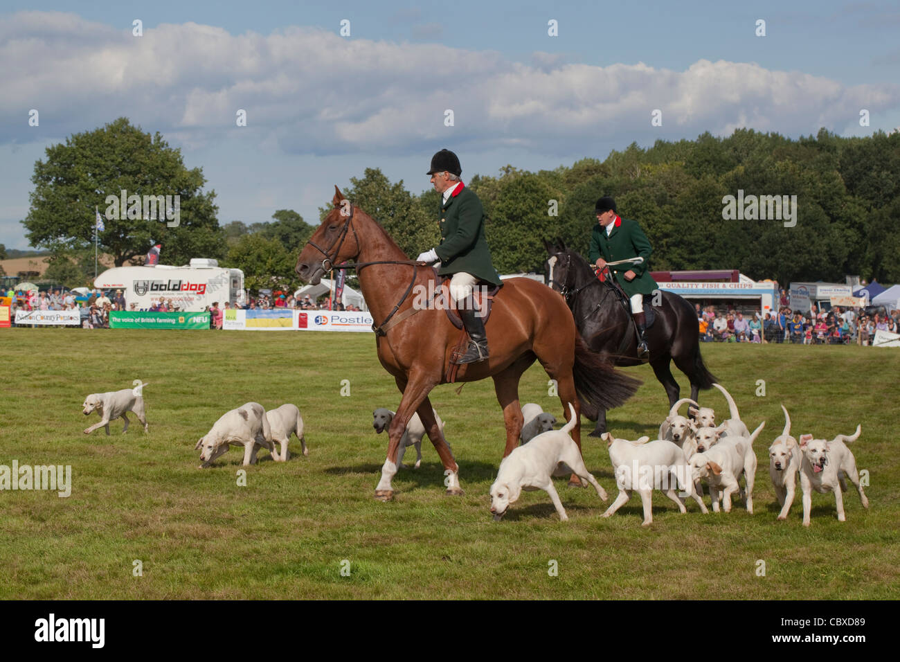 Aylsham Agricultural Show, Norfolk. North Norfolk Harriers on display in the main ring. Stock Photo