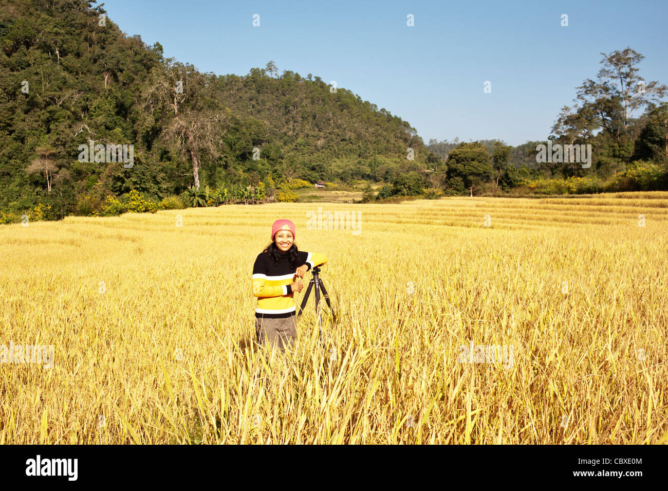 Woman leaning on a tripod, standing in a rice field ready for harvest, Thailand, Asia Stock Photo