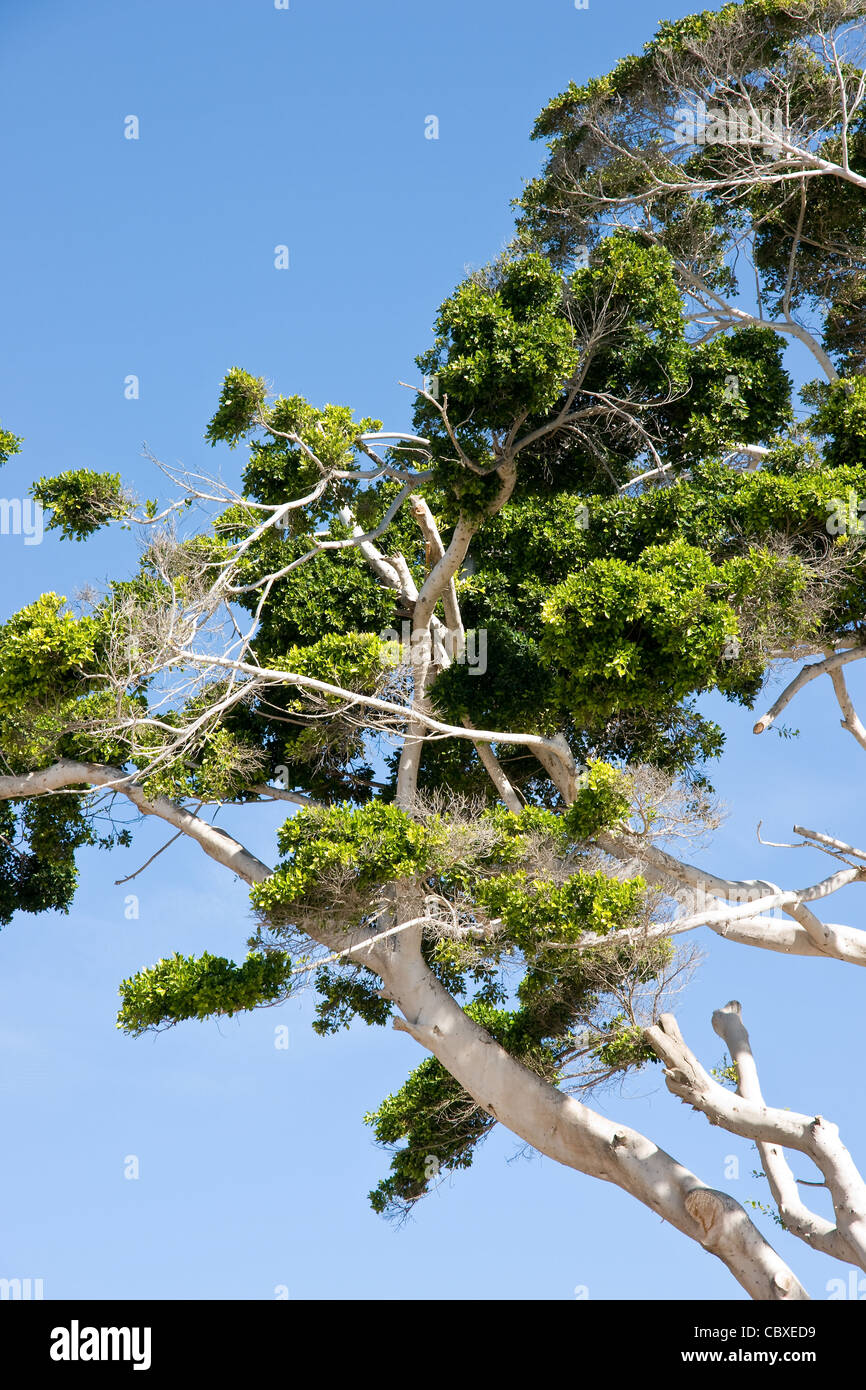 Towering eucalyptus tree hi-res stock photography and images - Alamy