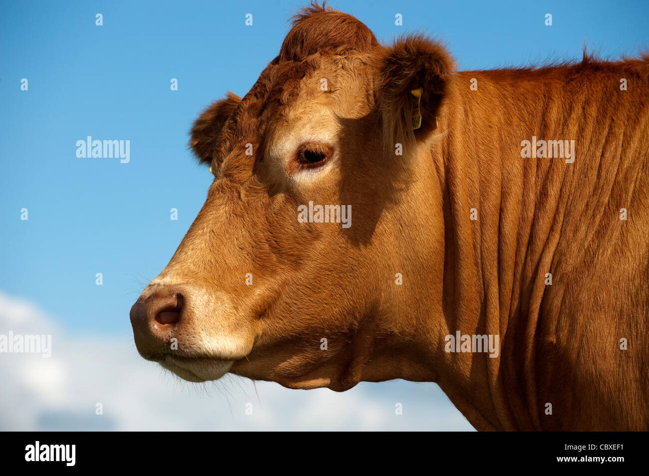 Limousin beef cows head. Stock Photo