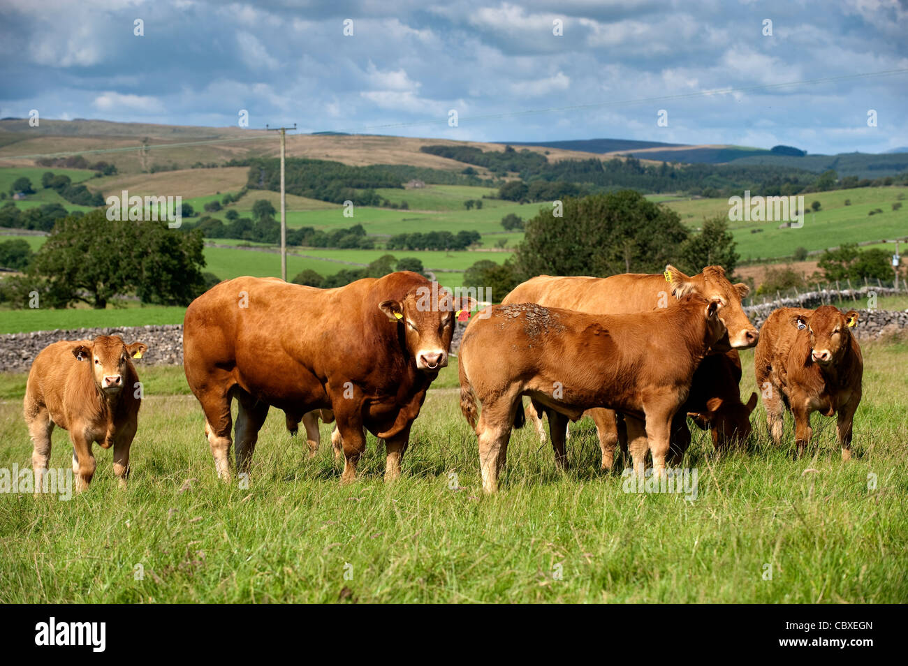 Old bull and young bull claves gather round a cow in heat. Stock Photo