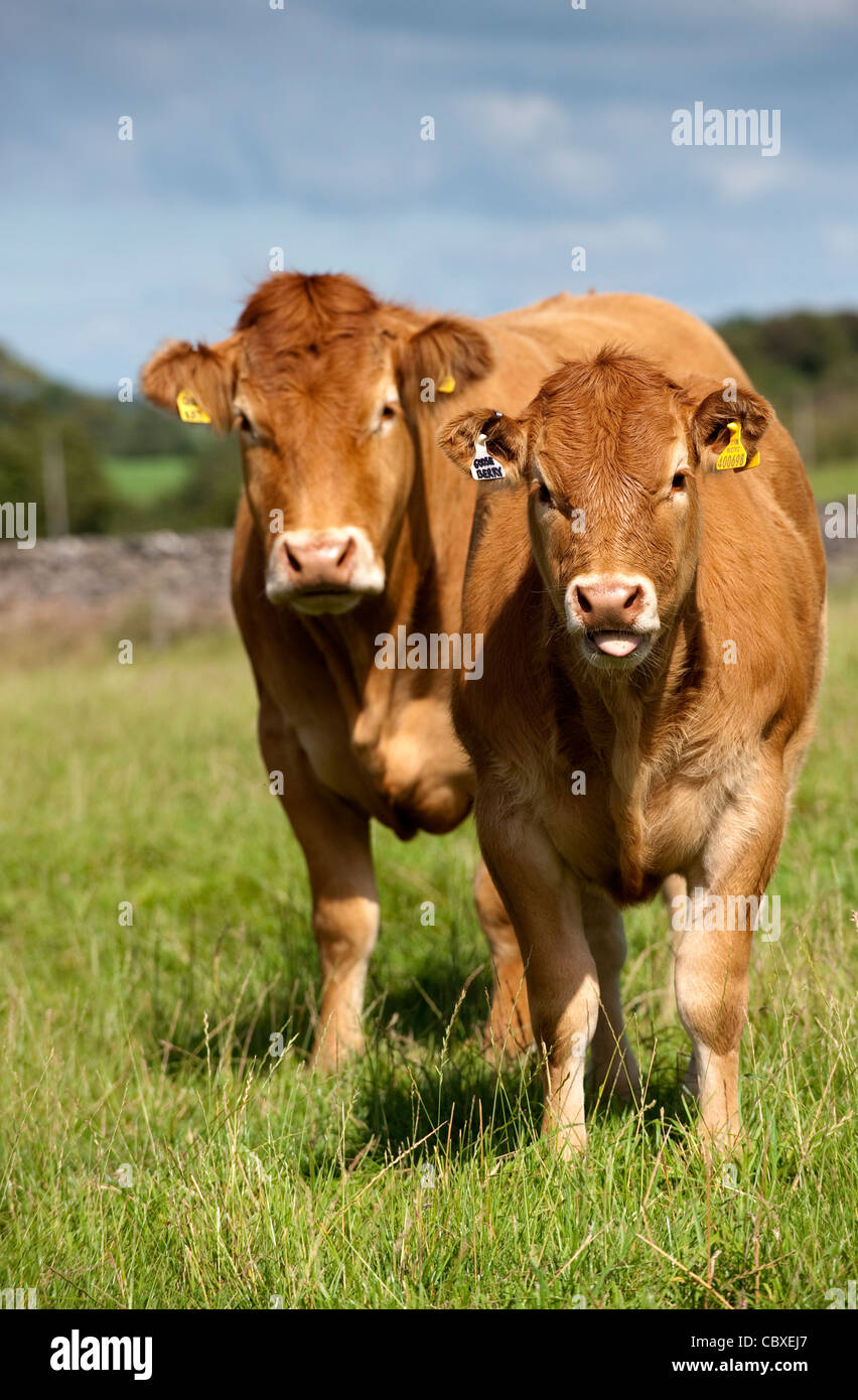 Limousin cow and calf in pasture. Stock Photo