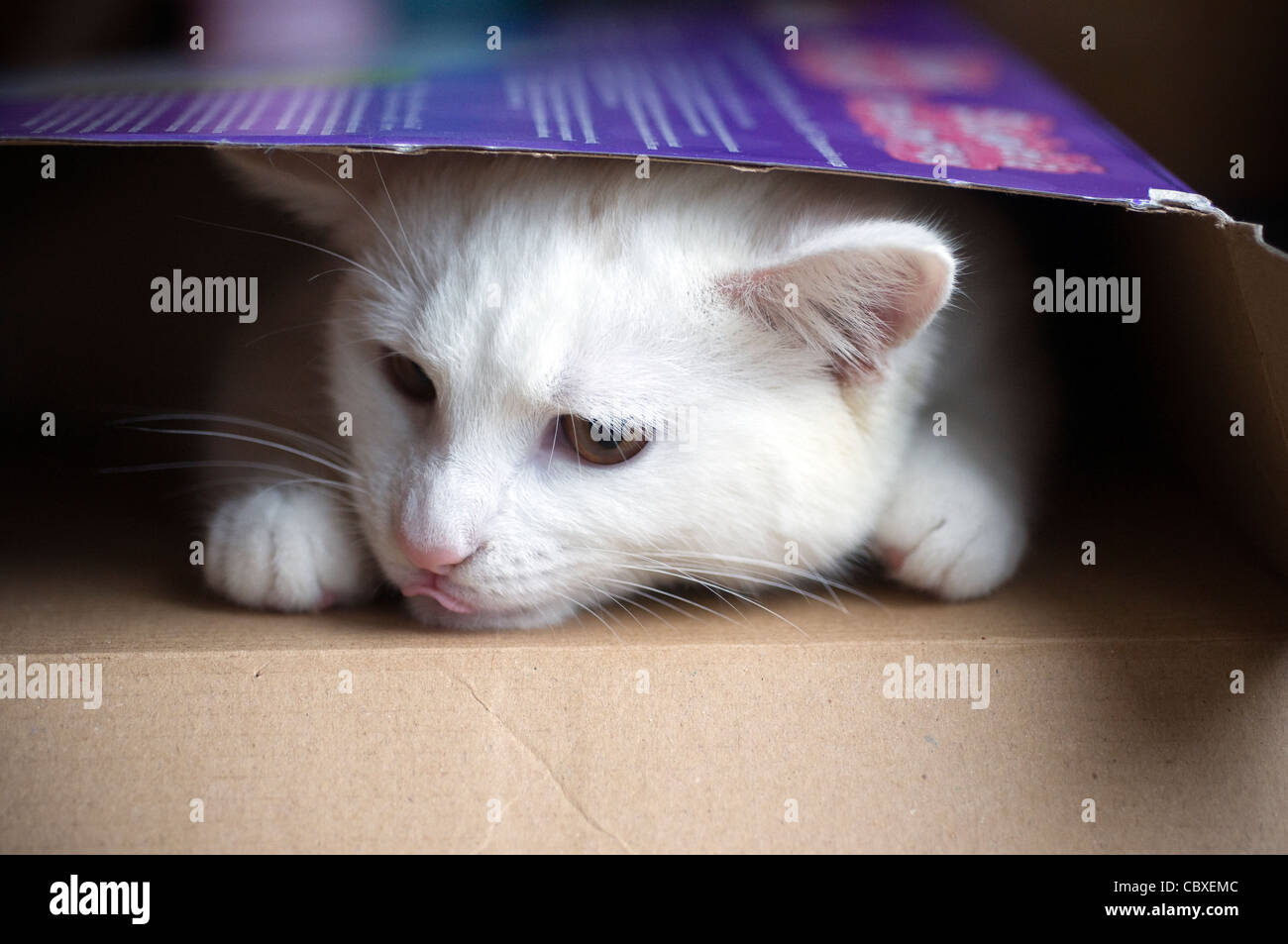 White Kitten in a box, cat, closeup, color, cute, domestic, expression