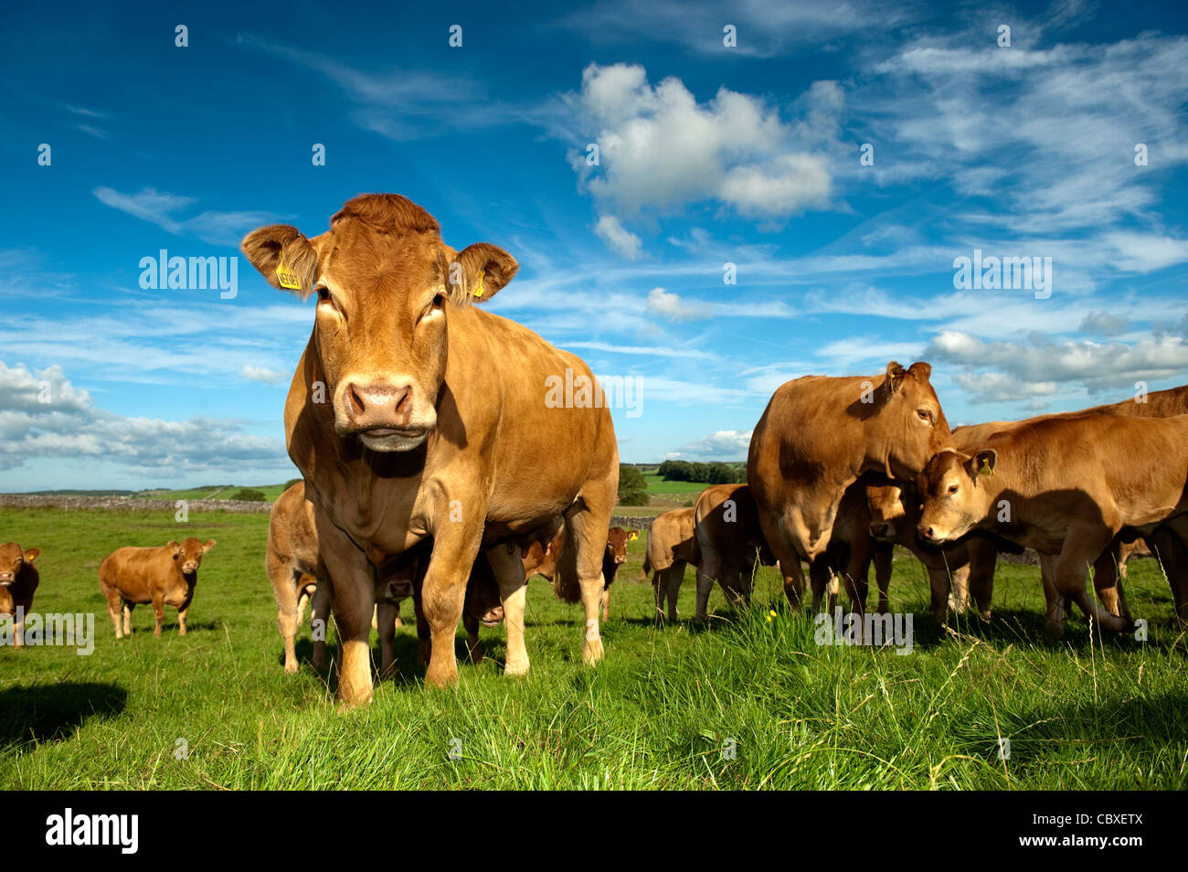 Herd of Limousin beef cattle in pasture on a summers evening. Stock Photo