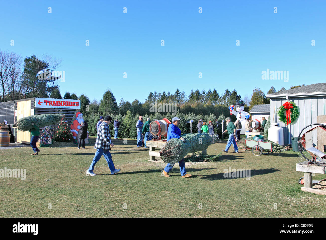 Shamrock Christmas Tree Farm 