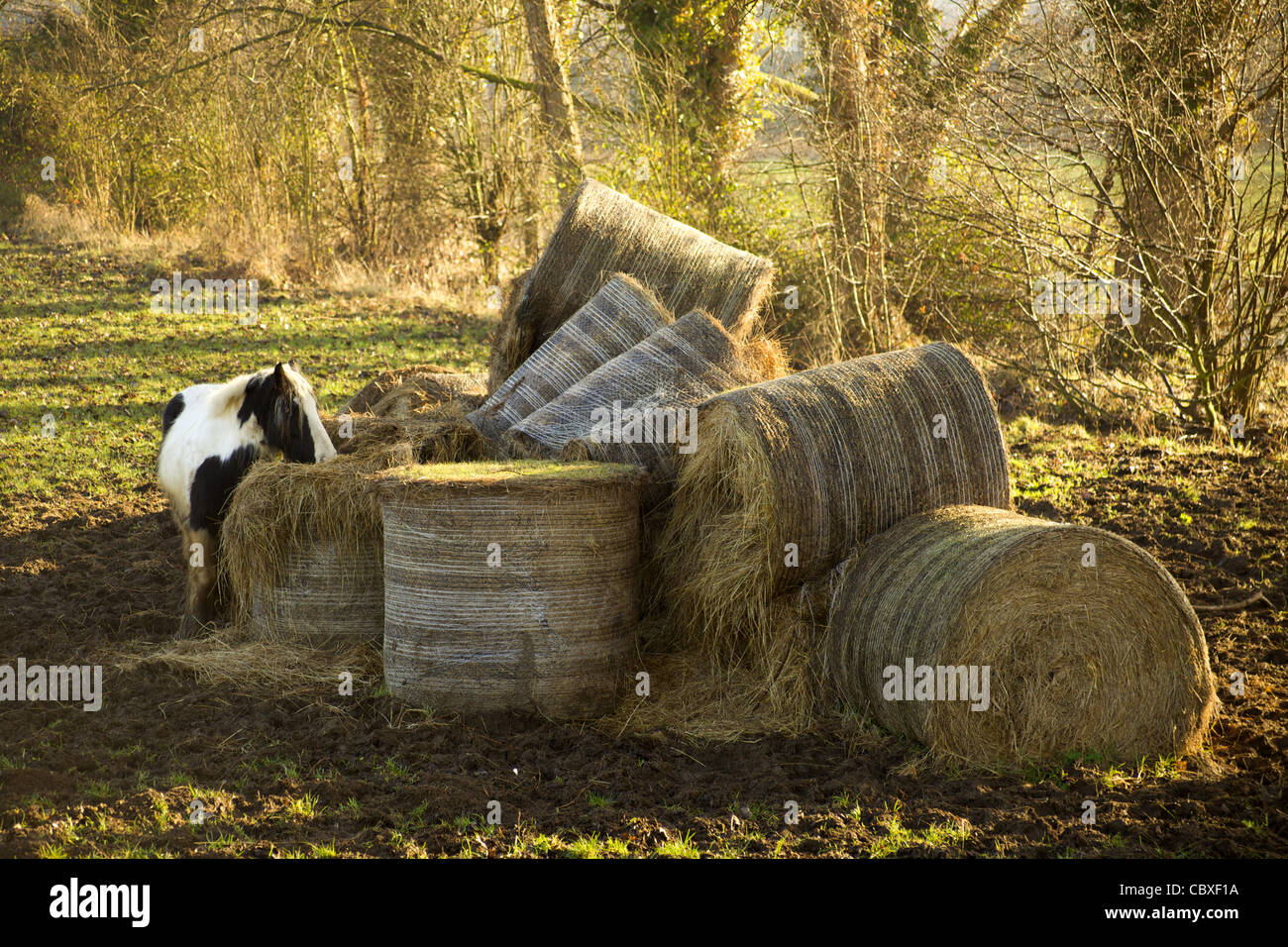 Bales of hay in the winter sun, England Stock Photo