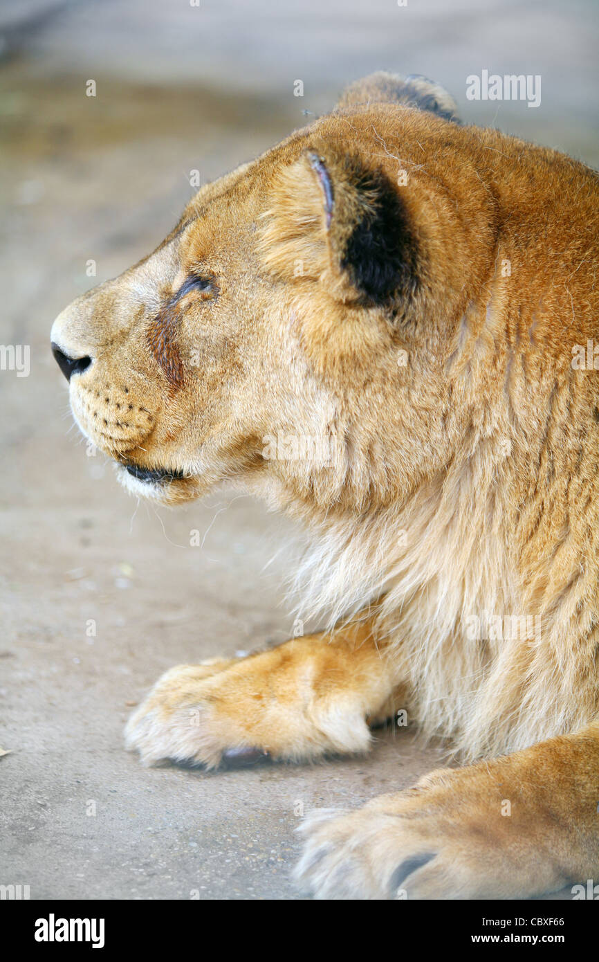 Cage lion zoo hi-res stock photography and images - Alamy