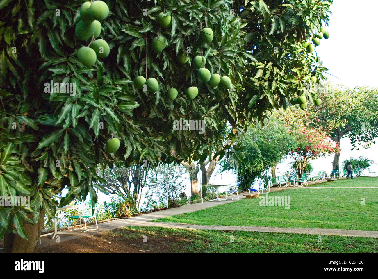 Mango tree in fruit Stock Photo - Alamy