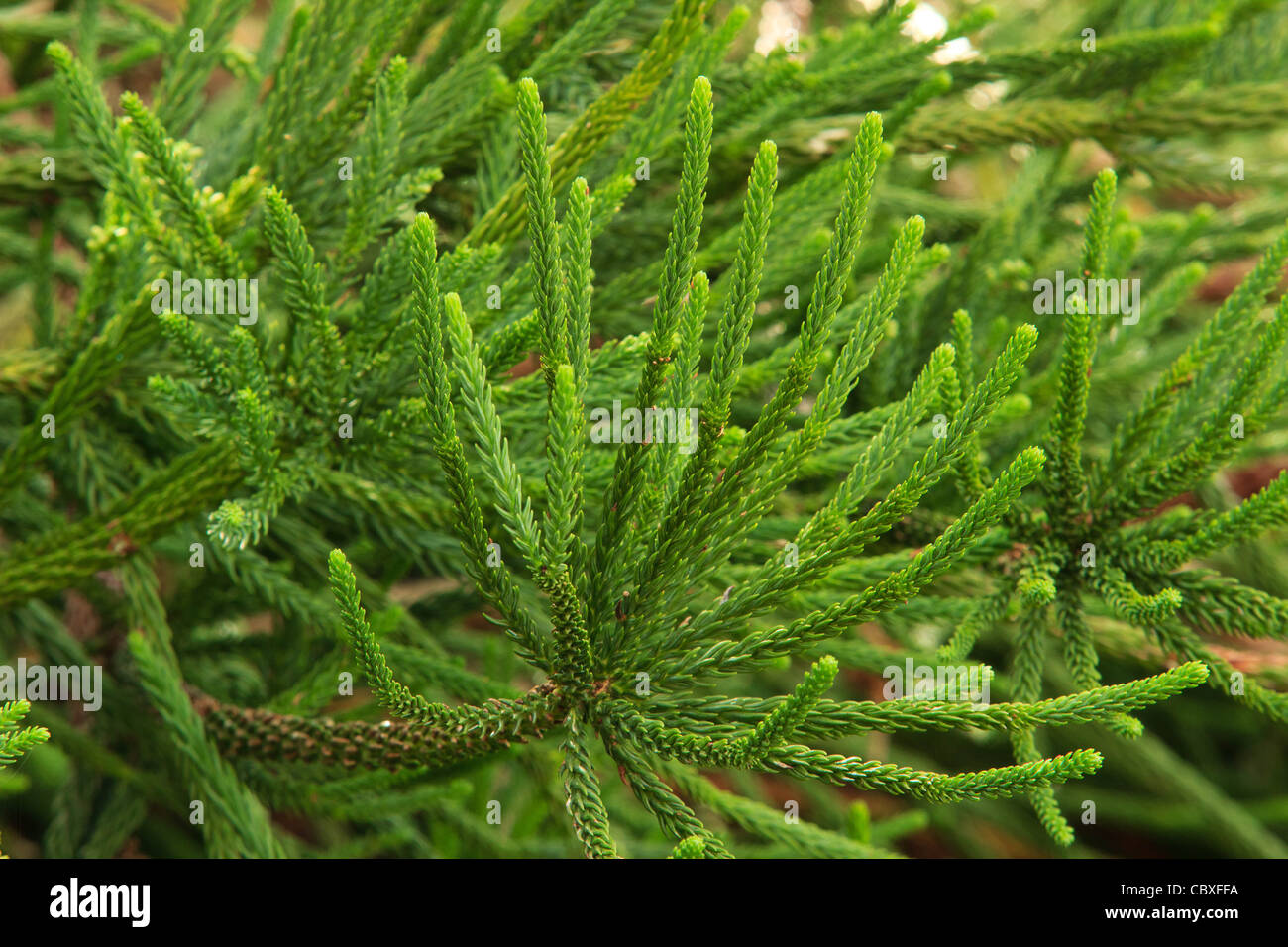 Cryptomeria japonica 'Araucarioides', Japanese Cedar 'Araucaroides' Stock Photo