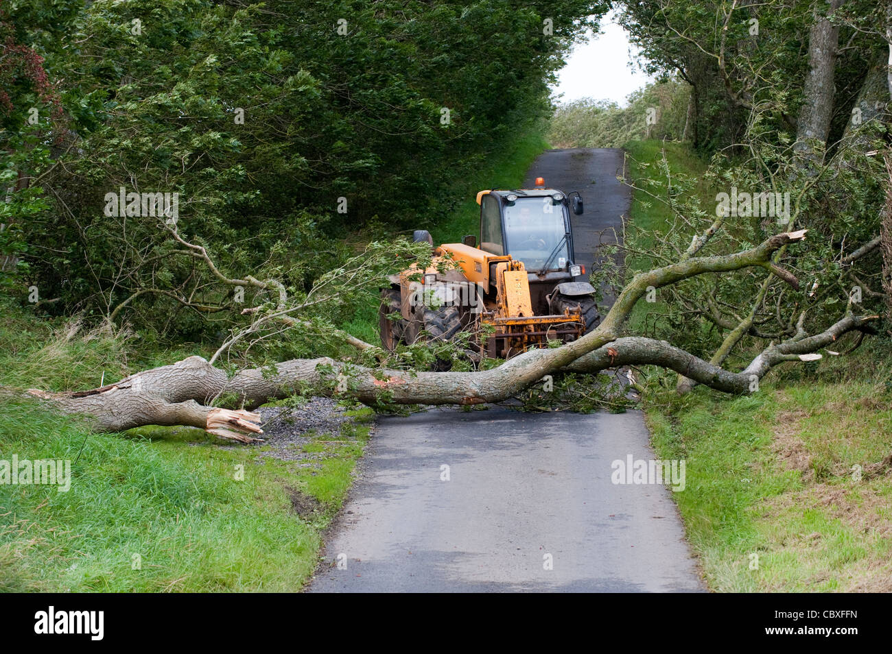 Tree down across road hires stock photography and images Alamy