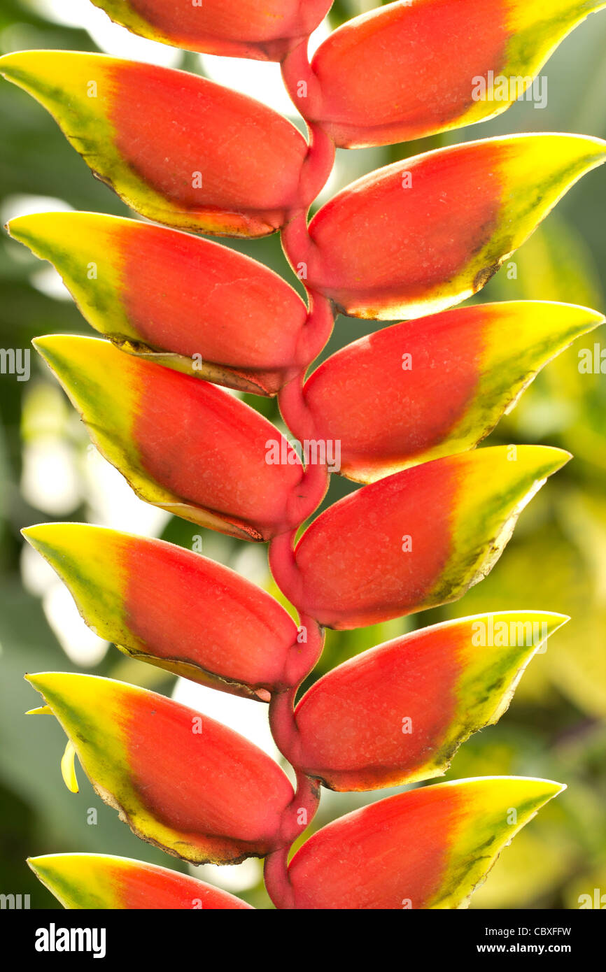Heliconia rostrata, Lobster claw, False-bird-of-paradise Stock Photo
