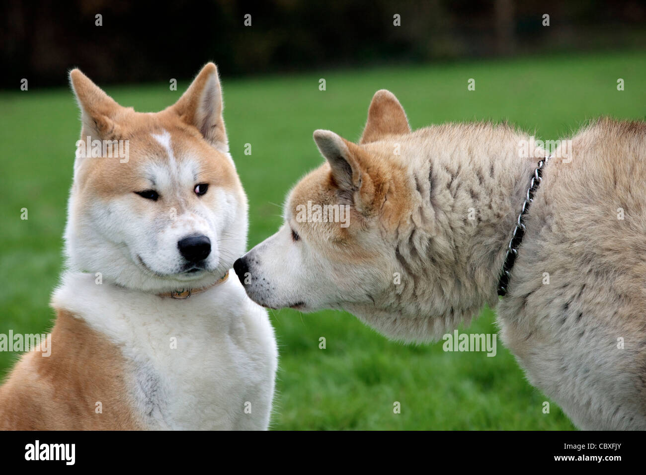 Akita Inu / Japanese Akita dogs (Canis lupus familiaris) meeting and greeting in garden Stock Photo