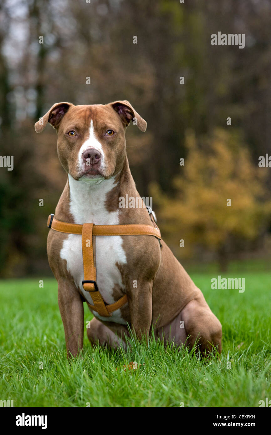 Can Dog Sleep With Harness On