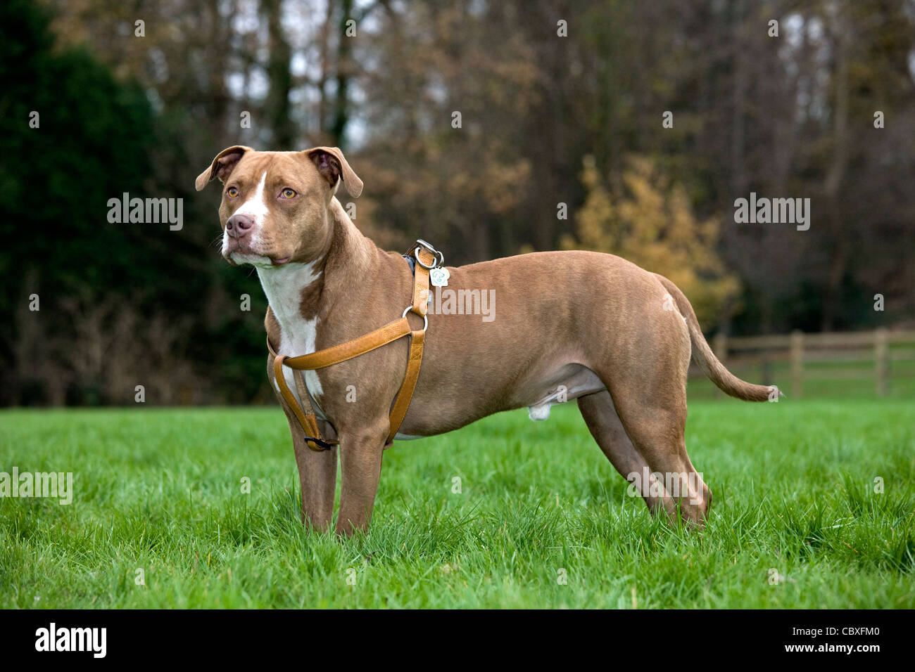 American Staffordshire Terrier wearing dog harness in garden Stock Photo