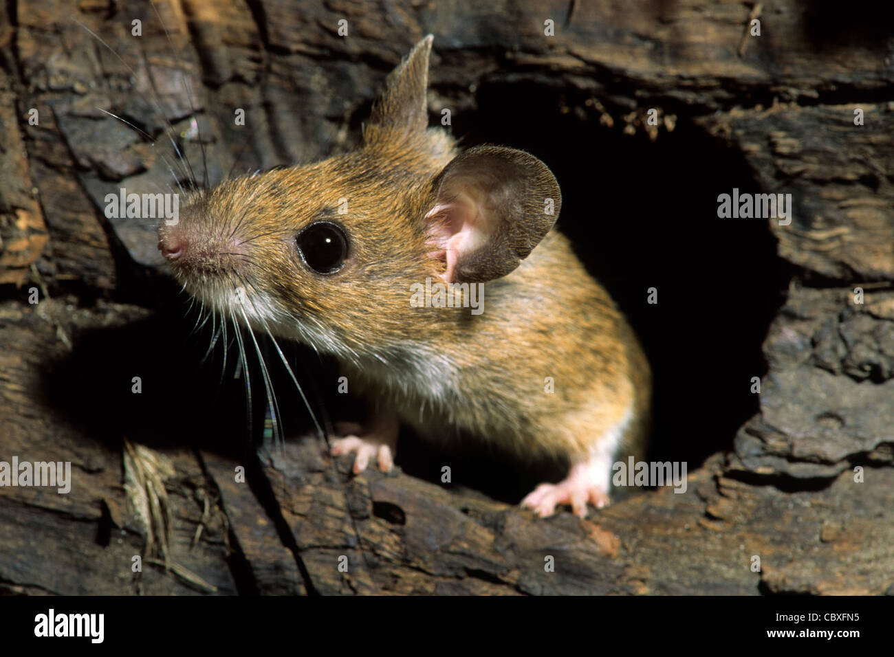 European wood mouse / Common field mouse (Apodemus sylvaticus Stock
