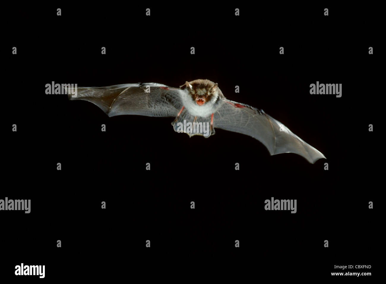 Natterer's bat (Myotis nattereri) in flight at night Stock Photo