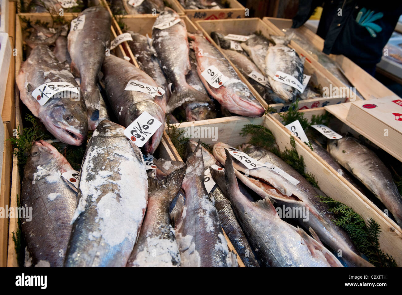 ◇Fish Market◇２２×２０×１５◇ ◇ Fish-market Seafood Sold Market Shark Stock Photo 559280863