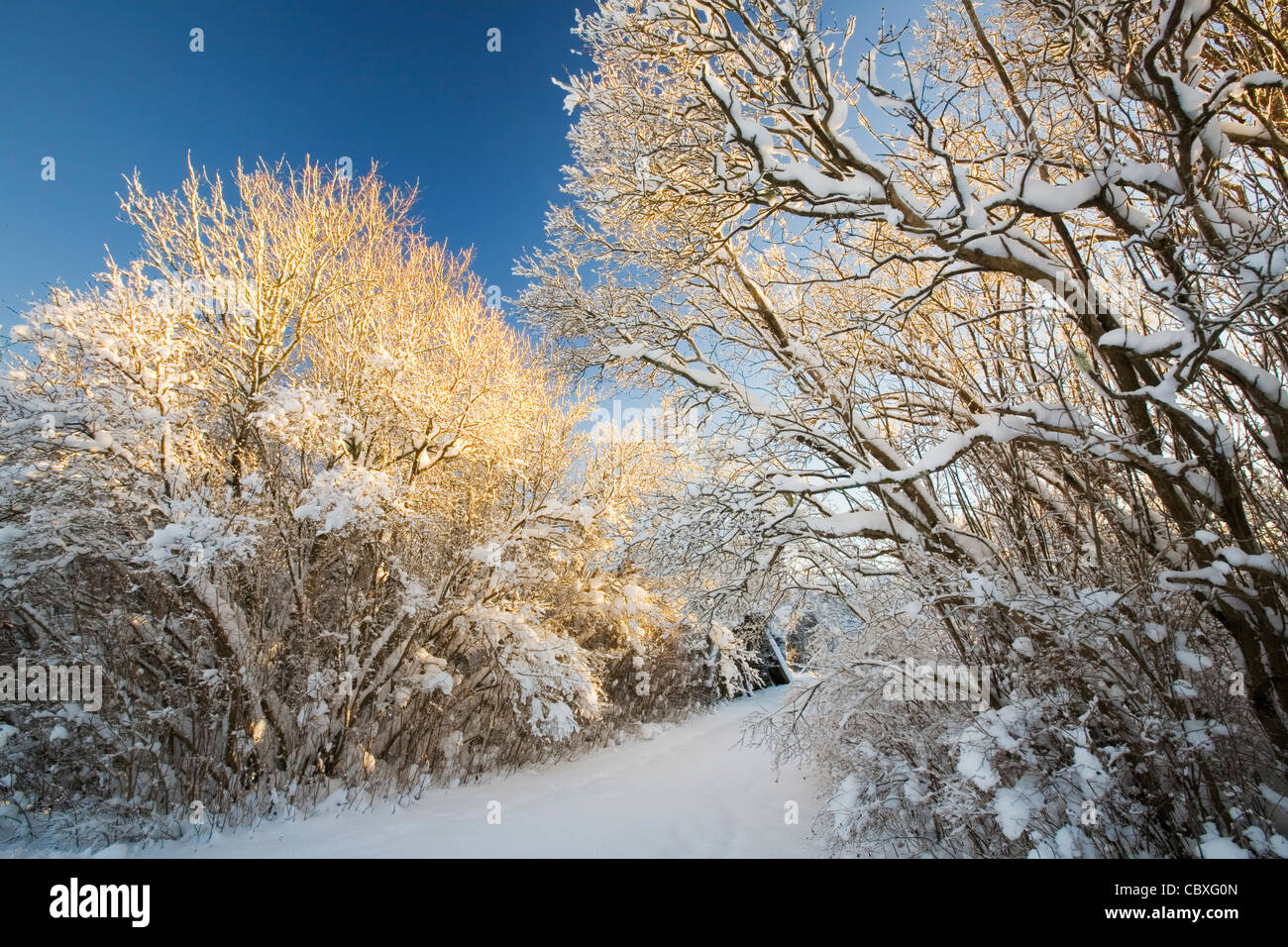 Snow covered trees in sunshine Stock Photo