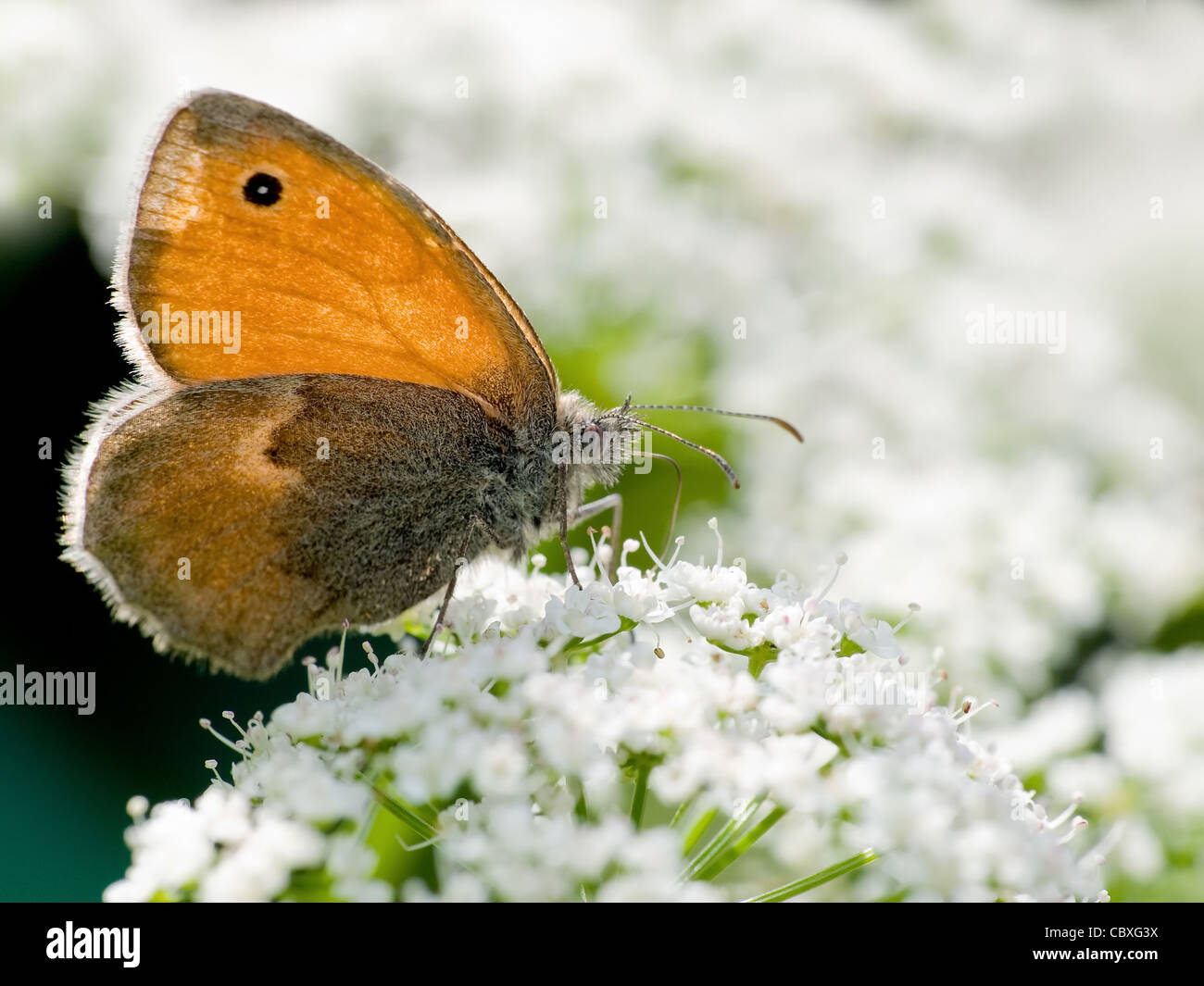 Coenonympha pamphilus butterfly on white flower close up Stock Photo