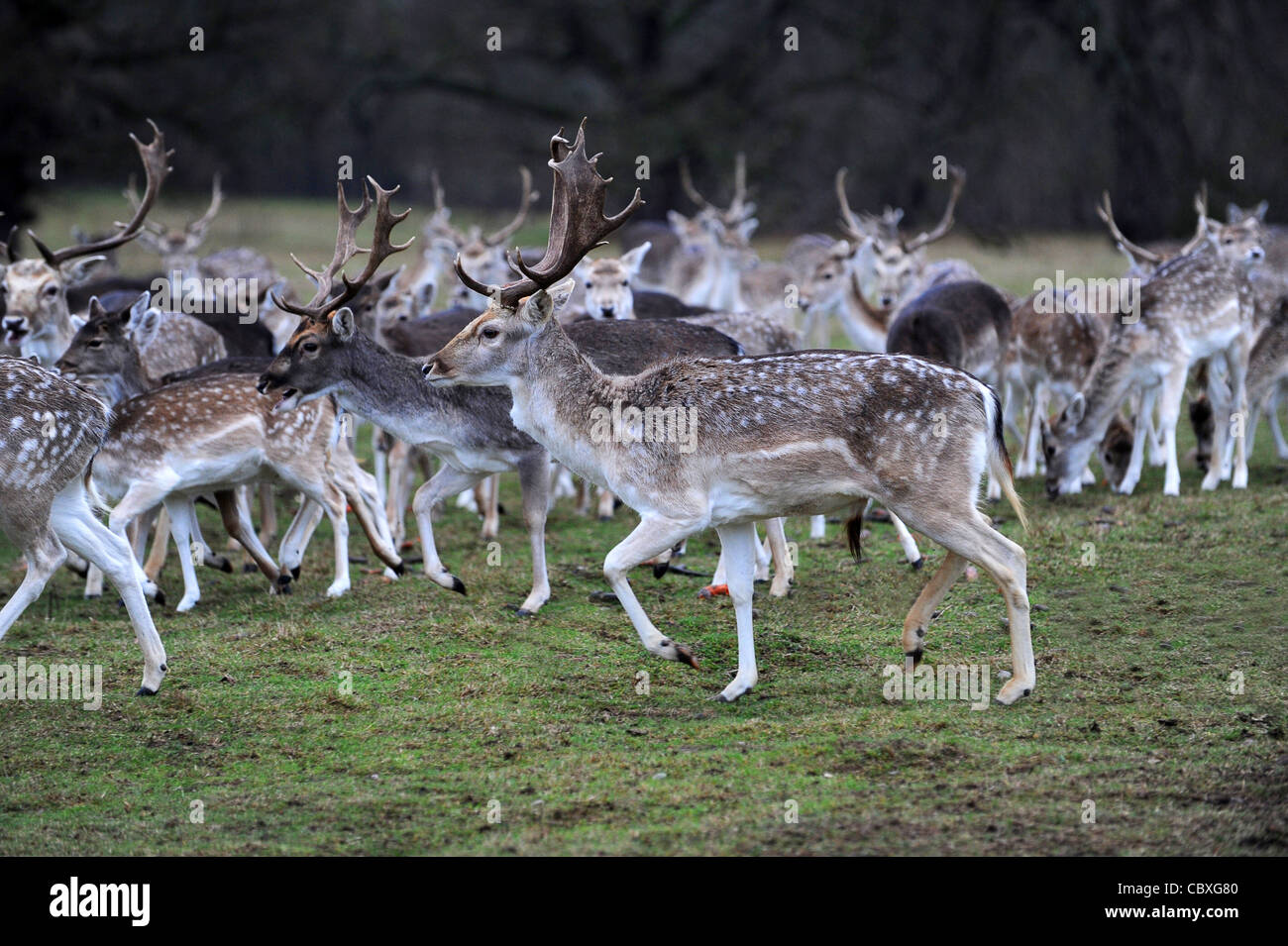 Herd of Fallow deer in Shropshire England Uk Stock Photo