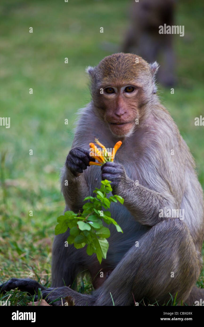 monkey eat flower in Lopburi province Thailand can live freely Stock