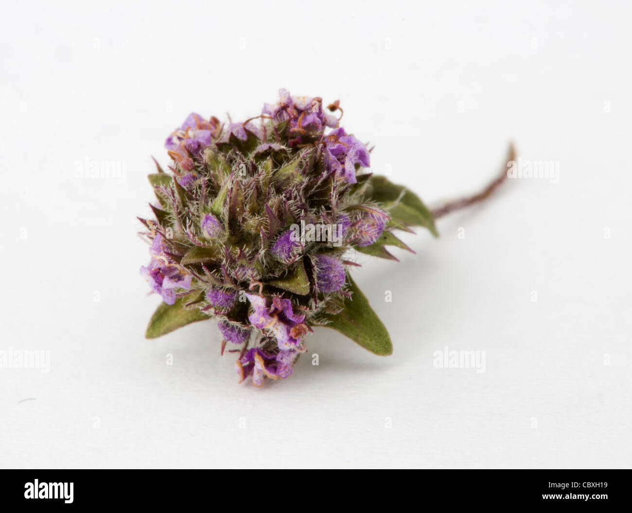 Dried thyme and leaves on white background Stock Photo