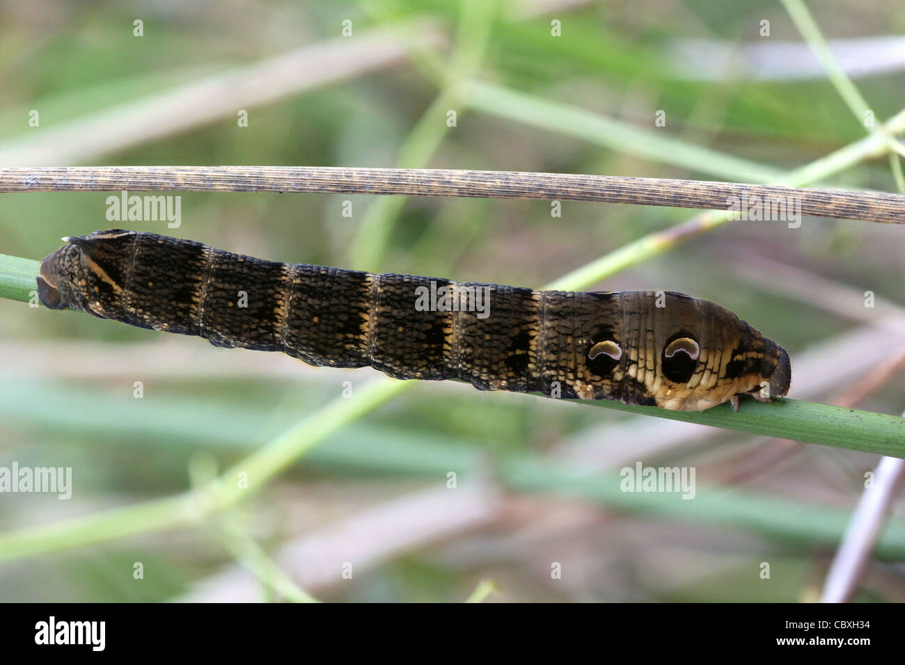 elephant hawkmoth caterpillar Stock Photo Alamy