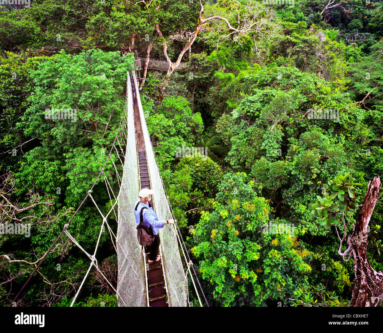 Canopy Walkway in the Amazon Jungle Peru Stock Photo Alamy