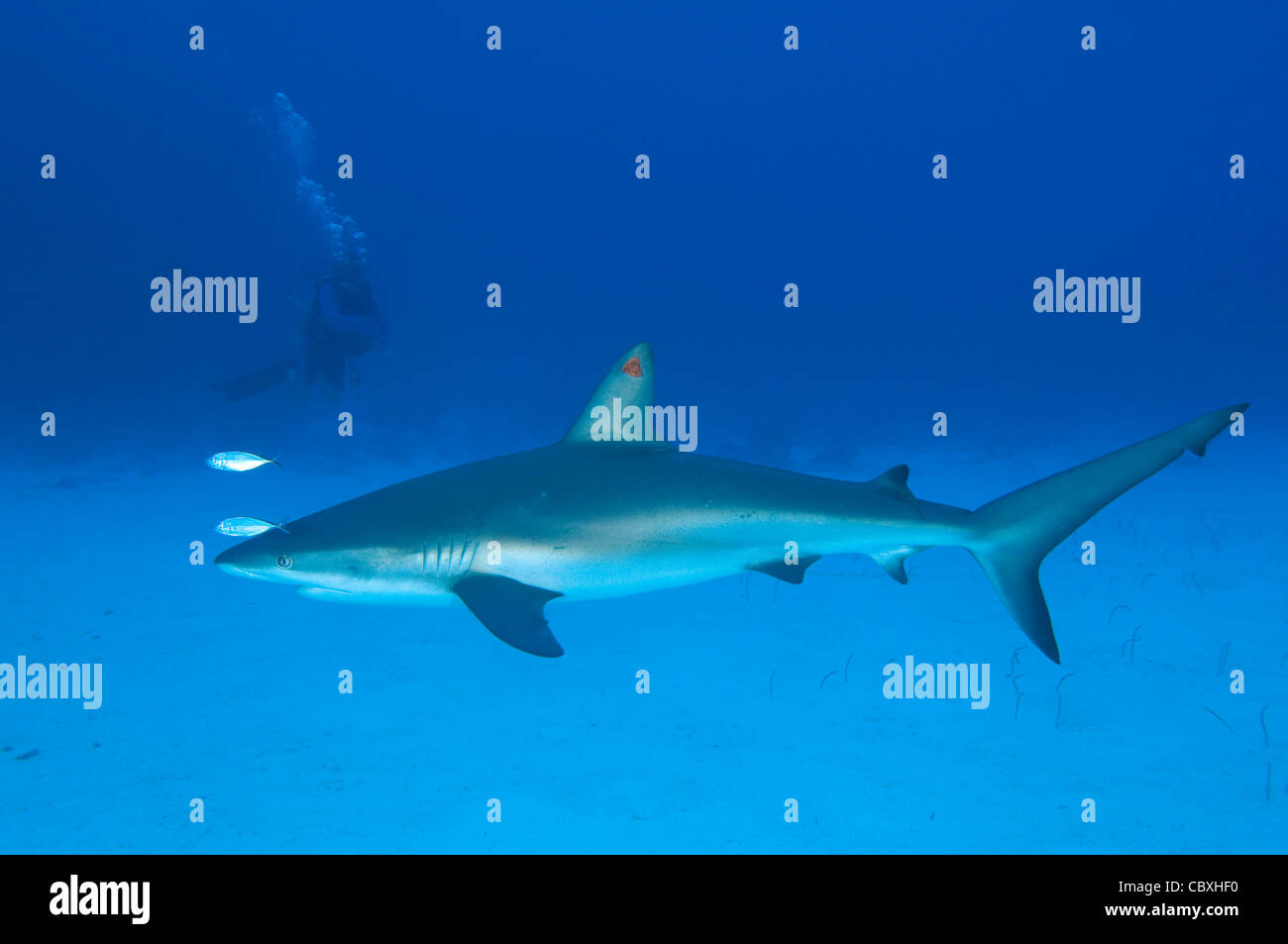 A Reef Shark with a tag in its dorsal fin on a reef in Little Cayman. Stock Photo