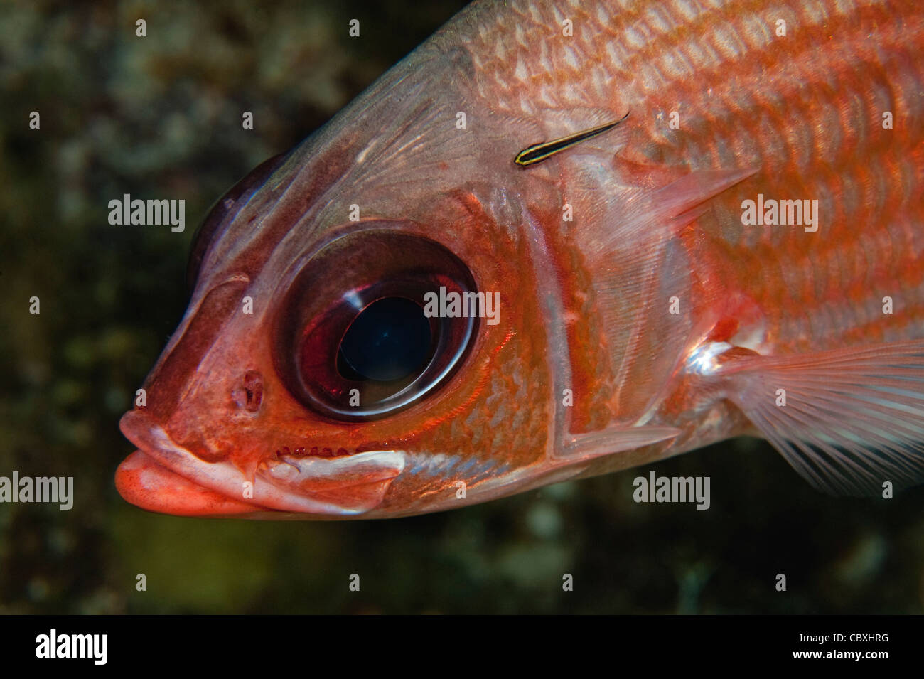 A Squirrelfish being cleaned by a cleaning goby on a reef in Little Cayman. Stock Photo