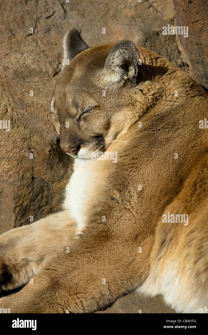 Mountain lion or Puma concolor resting on rocks Stock Photo - Alamy