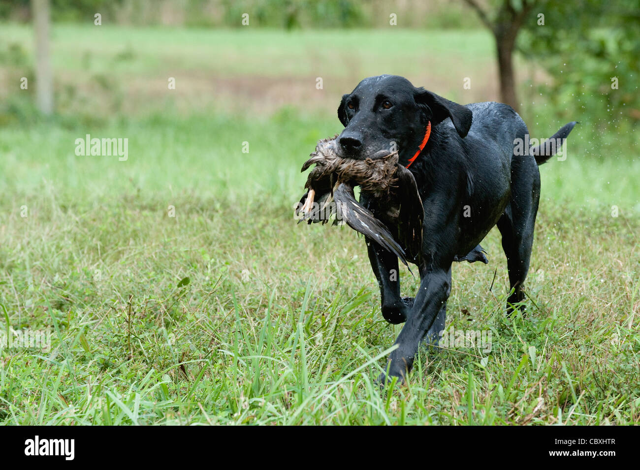 Black Labrador Retriever with a duck in its mouth returning from a water retrieve. Stock Photo