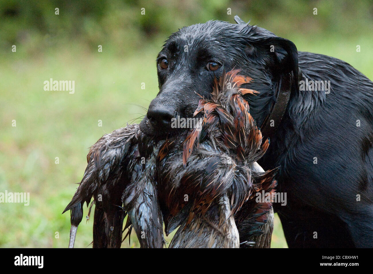 A wet Black Labrador Retriever with a pheasant in its mouth. Stock Photo