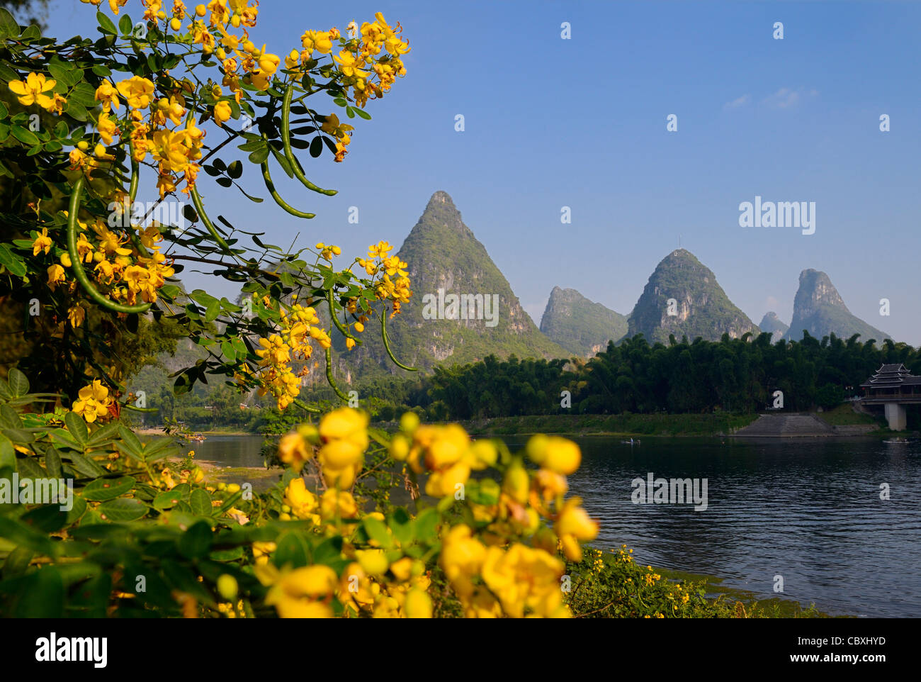 Chinese Senna yellow flowers and seed pods on the Li river with karst peaks at Yangshuo China Stock Photo