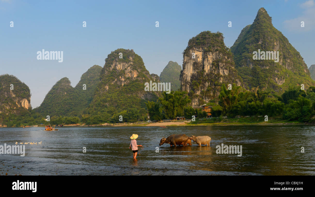 Panorama of woman tending domestic Asian Water Bufflao among karst peaks at the Li river Yangshuo Peoples Republic of China Stock Photo