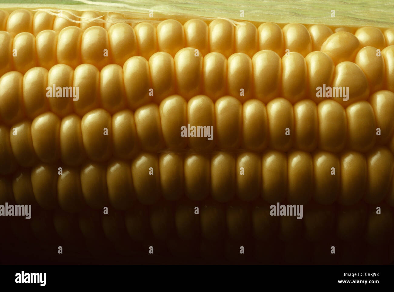 Sweet corn harvest hi-res stock photography and images - Alamy