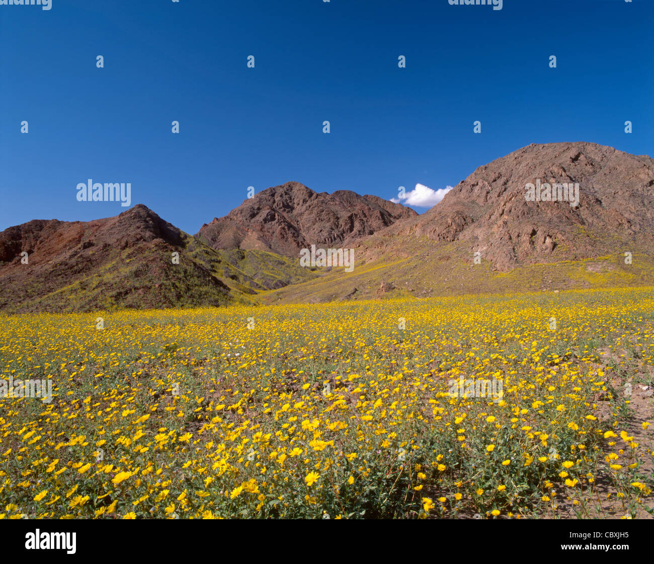Field of desert sunflower blooms beneath southern part of the Black