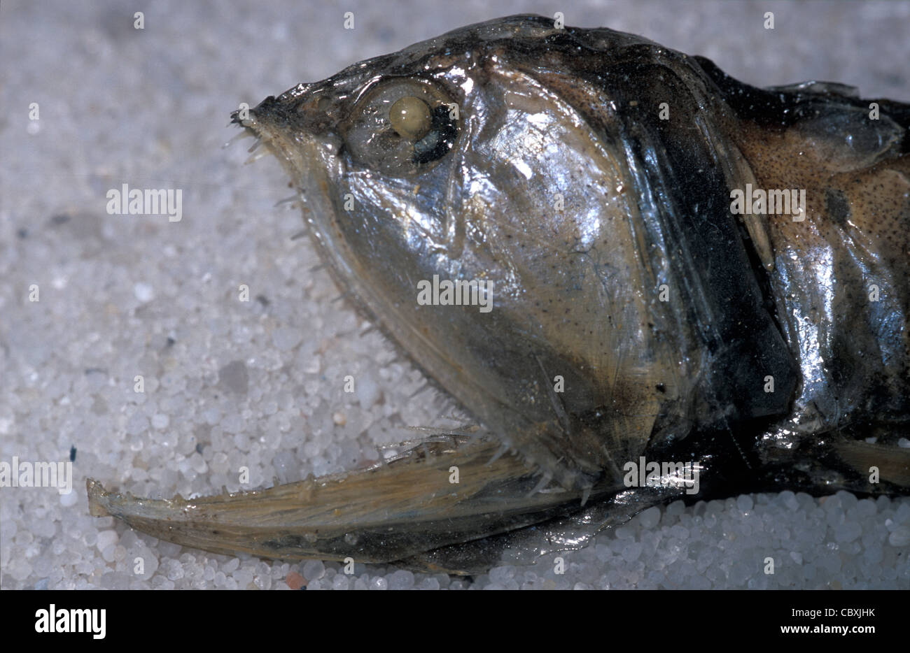 Deep sea fish Gonostoma denudatum Gonostomatidae horizontal museum Roberto Nistri fishes ocean Stock Photo
