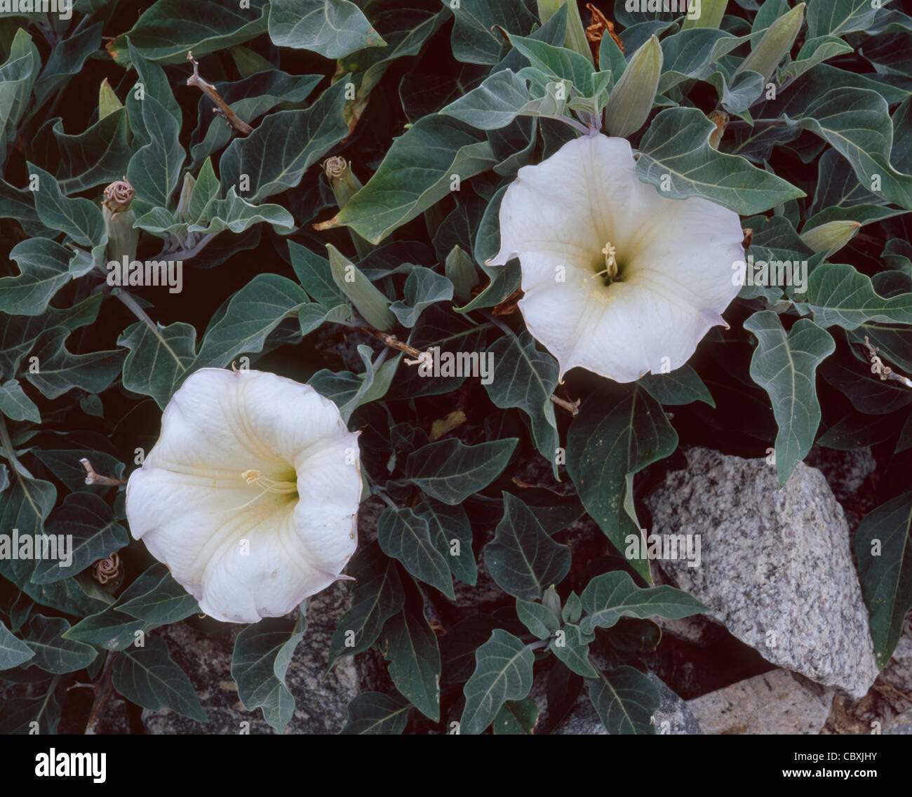 Sacred datura (Datura wrightii), a poisonous perennial, in bloom on alluvial fan, Joshua Tree National Park, California, USA Stock Photo