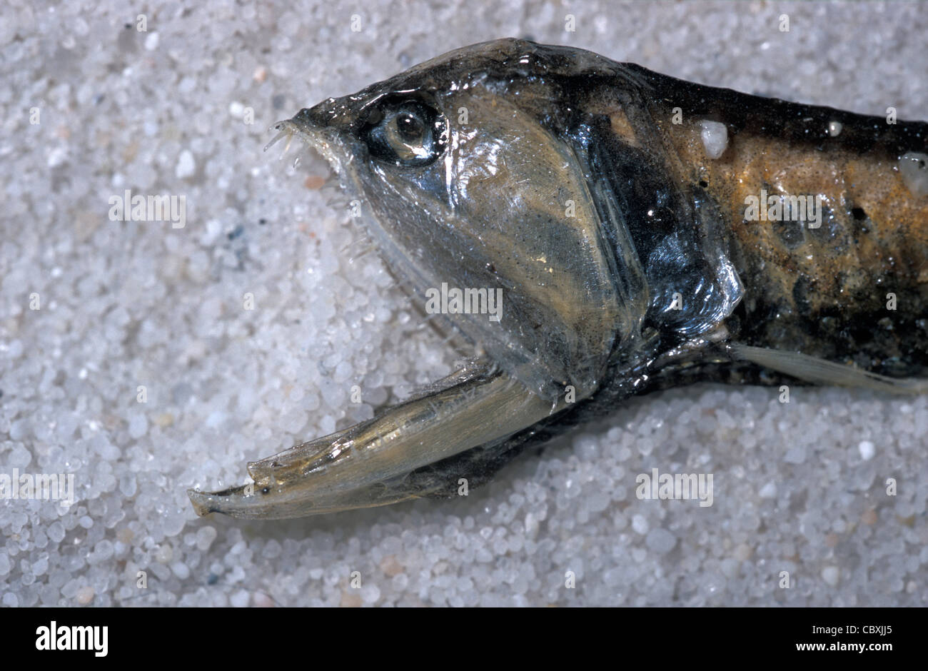Deep sea fish Gonostoma denudatum Gonostomatidae Stock Photo