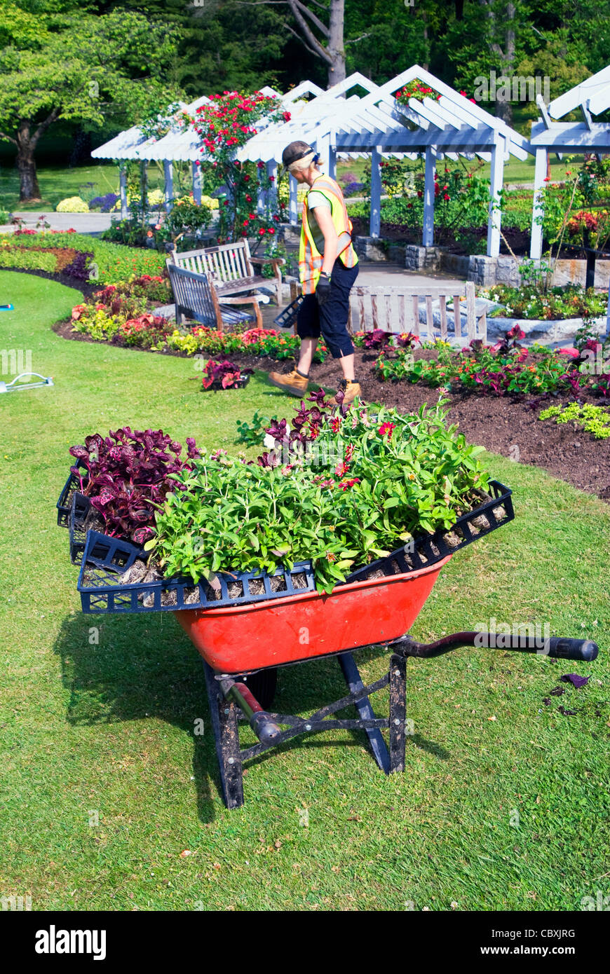 Gardener plants wheelbarrow formal hi-res stock photography and images ...
