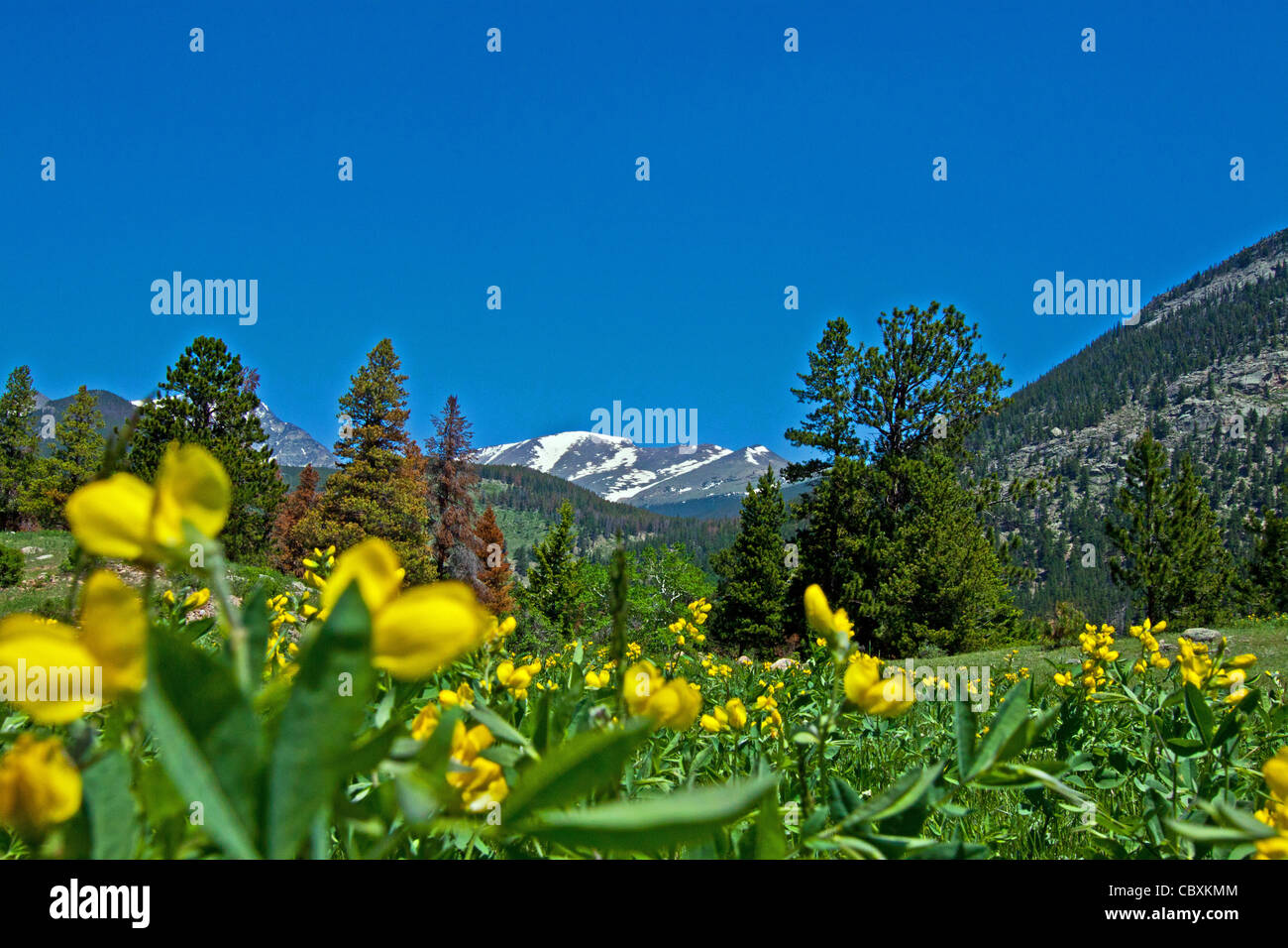 Rocky mountain wildflowers hi-res stock photography and images - Alamy