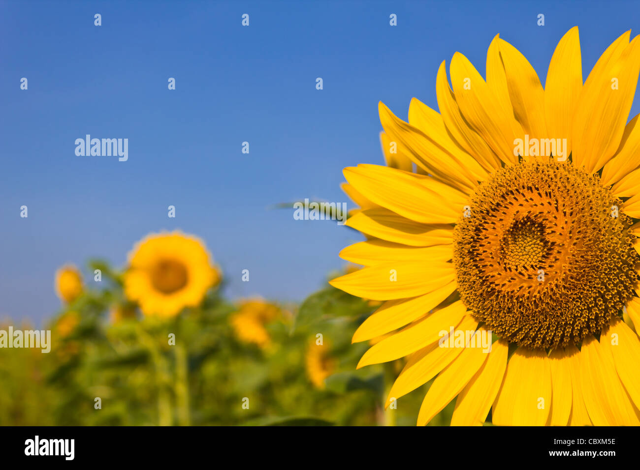 portrait of a sunflower in the field Stock Photo - Alamy